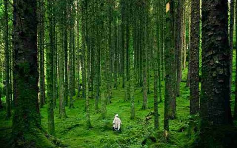 绿化公司取名字大全 特选900个