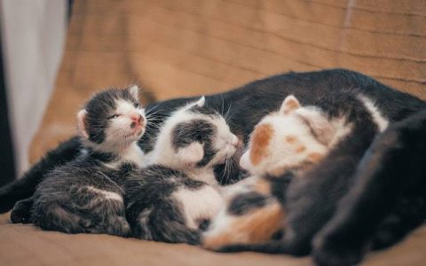 宠物店必定红火的名字 特选500个