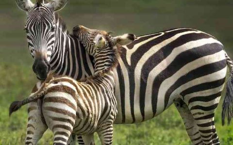 寓意好的动物公司名字推荐 特选330个