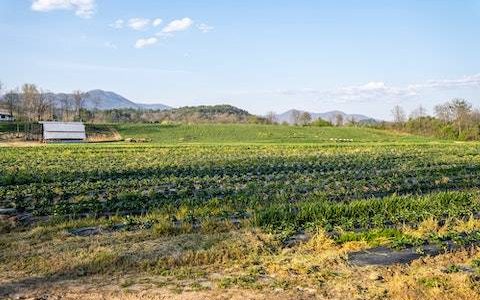 农业公司必定红火的名字 特选800个