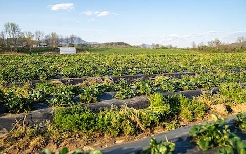 农业公司取名字参考大全 特选800个