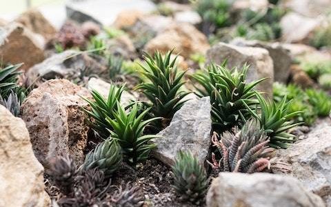 绿植花卉公司名称大全 优选120个