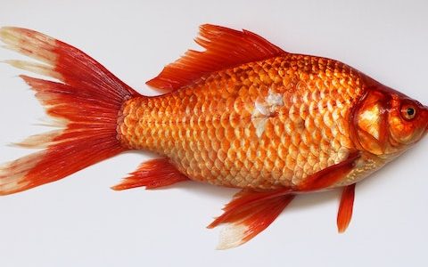 独一无二的鱼店名字（好听顺口的鱼店名字）