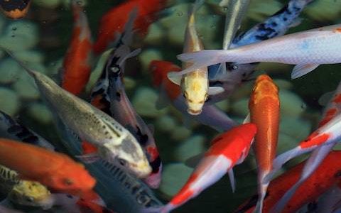 卖鱼的店叫什么名字 优选260个