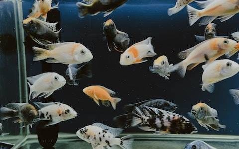 鱼馆起名新颖独特 特选280个