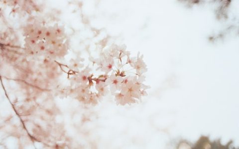 花卉公司取名字大全集 优选280个