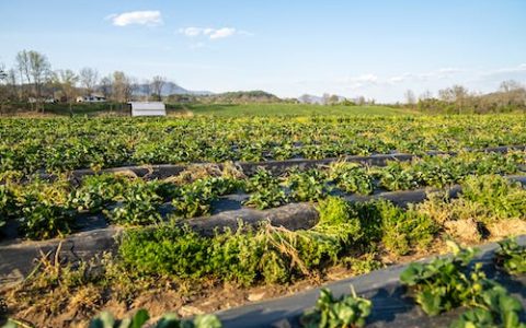 寓意好的农业公司名称 优选230个