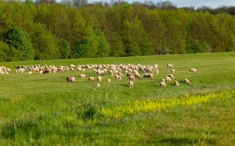 农业公司名称大全简单大气 优选270个